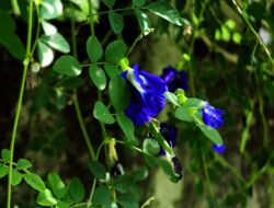 7 Cara Menanam Bunga Telang untuk Berbunga Cepat & Subur!