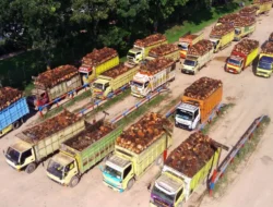 Selayar Tanam 5 Juta Kelapa, Ekonomi Hilirisasi Capai Rp4.800 T!
