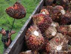 10 Negara Penghasil Kayu Terbesar: AS Puncak, Indonesia Di Urutan Berapa?