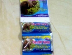 Mengenal Perilaku Gajah: Makan, Kawin, Sakit – Si Kuat Menang