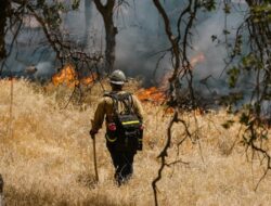 Bagaimana Kebakaran Hutan Terjadi Secara Ilmiah?
