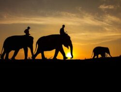 6 Cara Efektif Lindungi Hewan Langka Sumatra