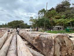 Klarifikasi Kayu Berstiker Kemenhut di Lampung