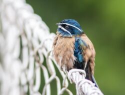 5 Fakta Menarik Hemiprocne Comata, Burung Kumis Putih Pengejar Makanan