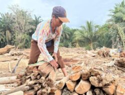 Respons DPR, Warga Manfaatkan Kayu Sisa Banjir yang Bernilai Ekonomis, Alex: Tidak Boleh