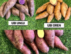 Ubi Goreng, Ashar, Yasin: 10 Langkah Penyelamat Nenek Irmayeti dari Galodo Agam