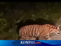 Dua Kali Harimau Sumatera Muncul di Siak, Diduga Sama