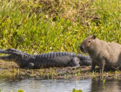 Mengapa Kapibara Tenang Berdampingan dengan Buaya?