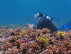 Opini: Mengenal Dana Konservasi Biodiversitas Indonesia (I-Bio Fund)