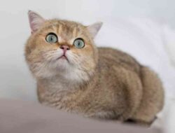 5 Tips Mengatasi Bau Kucing di Rumah