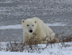 5 Hewan Luar Biasa di Greenland, Siapa Saja?