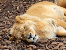 Mengapa Singa Sering Tidur?