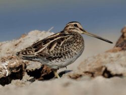 7 fakta menarik burung berkicau, suaranya seperti kambing di udara
