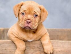 10 cara alami membuat anjing gemuk, perhatikan kualitas makanan