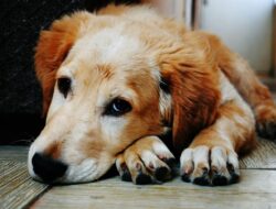 Bisakah Anjing Cemburu Saat Pemiliknya Memeluk Hewan Lain?