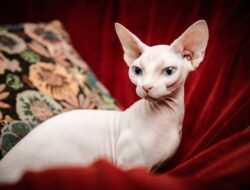 8 Ras Kucing Unik, Termasuk yang Terbesar di Dunia