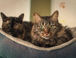 Mengapa Manusia Menjadikan Kucing Peliharaan? Ini Jawabannya