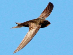 Burung Dunlin: Penerbang Jarak Jauh yang Unik