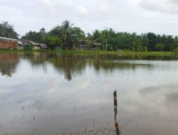 Pemulihan Sawah Pasca Banjir untuk Ketahanan Pangan Aceh