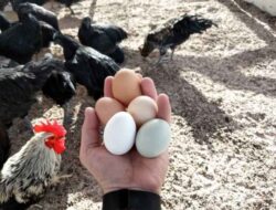 Panduan ternak 10 ayam petelur: Mulai, hitung modal, panen harian