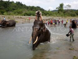 Way Kambas Dalam Pandangan Dunia, Gubernur Dorong Penanganan Konflik Gajah dan Manusia