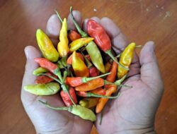 Harga Pangan Solok Selatan Maret 2026: Cabai Turun, Daging Ayam dan Minyak Naik