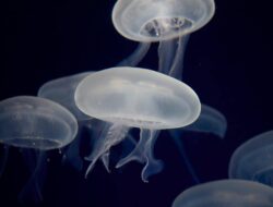 5 Alasan NASA Kirim Ubur-ubur ke Luar Angkasa, Mengapa?
