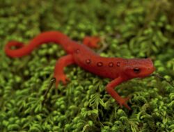 5 Fakta Menarik Eastern Newt, Kemampuan Regenerasi Luar Biasa
