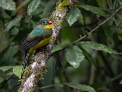 5 Fakta Menarik Burung Endemik Sumatera dengan Warna Eksotis