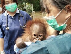 Transformasi Bandung Zoo: Pemerintah Cari Mitra Pengelola dengan Skema KSP