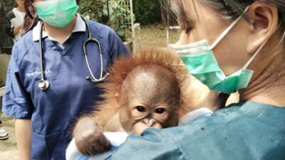 Transformasi Bandung Zoo: Pemerintah Cari Mitra Pengelola dengan Skema KSP