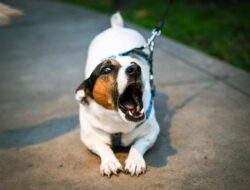 4 Alasan Ilmiah Mengapa Anjing Menggonggong pada Orang Tertentu