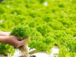 5 Bisnis Desa yang Menguntungkan dan Berkelanjutan